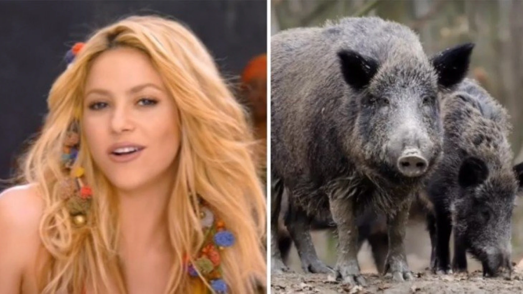 Şarkıcı Shakira, domuzların saldırısına uğradı