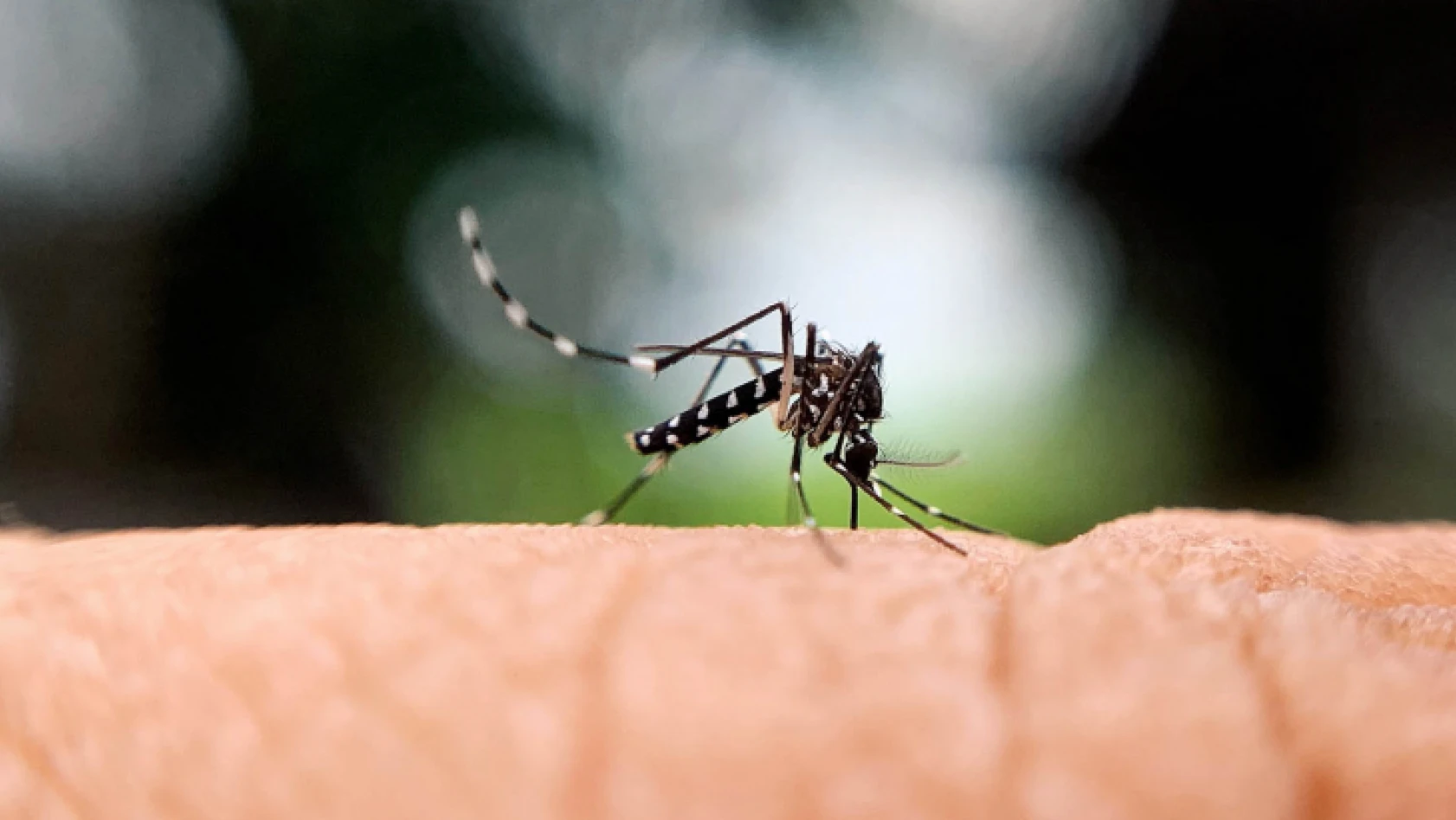 Sivrisineklerin neden belirli insanları ısırdıkları ortaya çıktı!