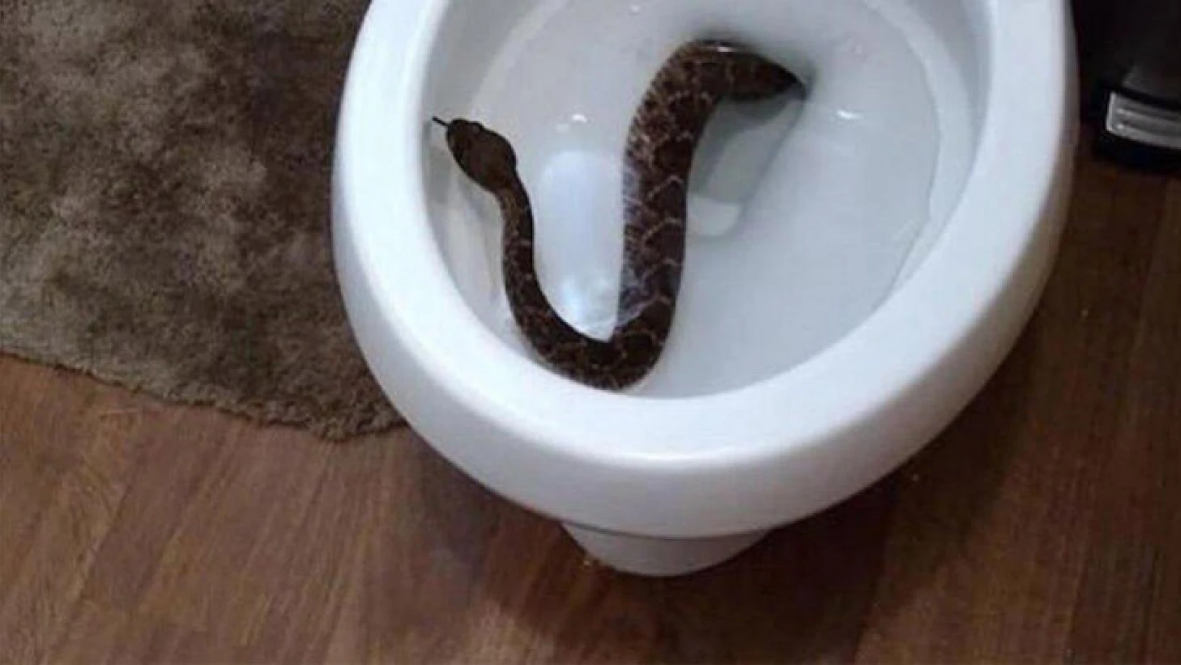 Tuvalete giren gencin cinsel organını yılan soktu