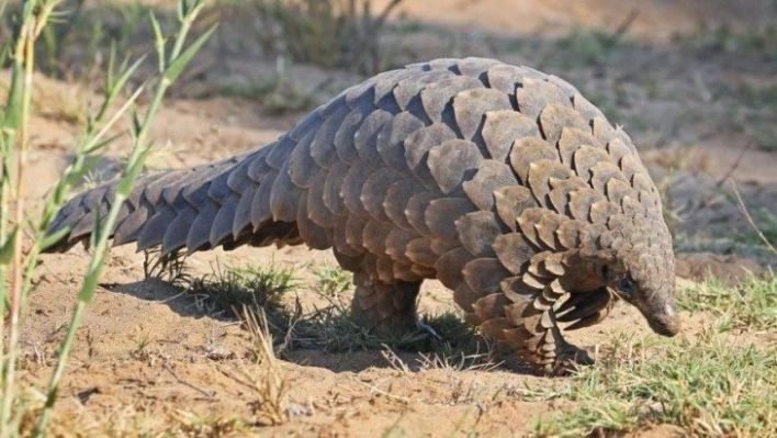 Pangolin nedir? Corona virüsünün ortaya çıktığı pangolin nasıl bir hayvan?